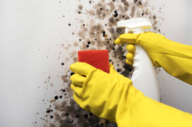 Best Commercial Mold Removal  in Wewahitchka, FL